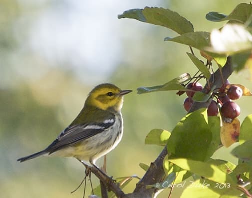 A Bestiary: Songbirds ~ Black-throated Green Warbler A Bestiary: Songbirds ~ Black-throated Green Warbler
