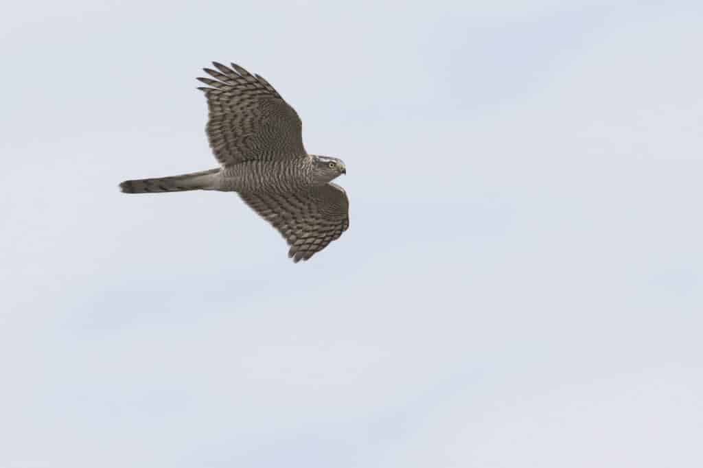 Eurasian Sparrowhawk (juvenile) Eurasian Sparrowhawk (juvenile)