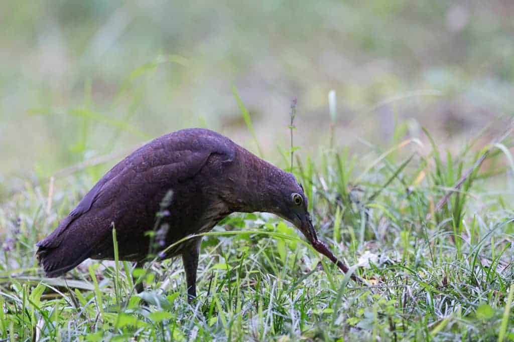 Japanese Night Heron, Gorsachius goisagi Japanese Night Heron, Gorsachius goisagi
