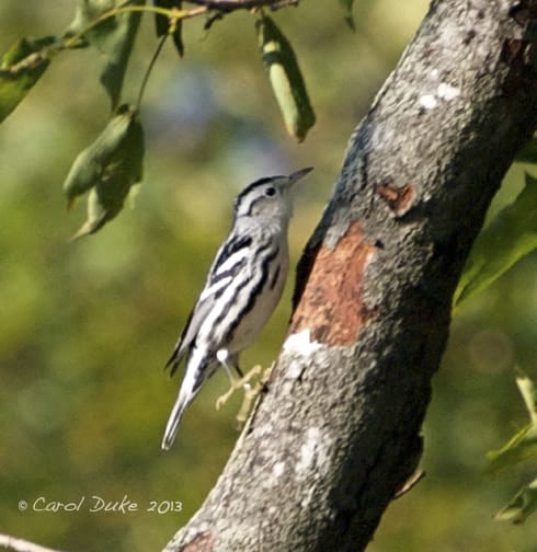 A Bestiary: Songbirds ~ Black-and-white Warbler A Bestiary: Songbirds ~ Black-and-white Warbler