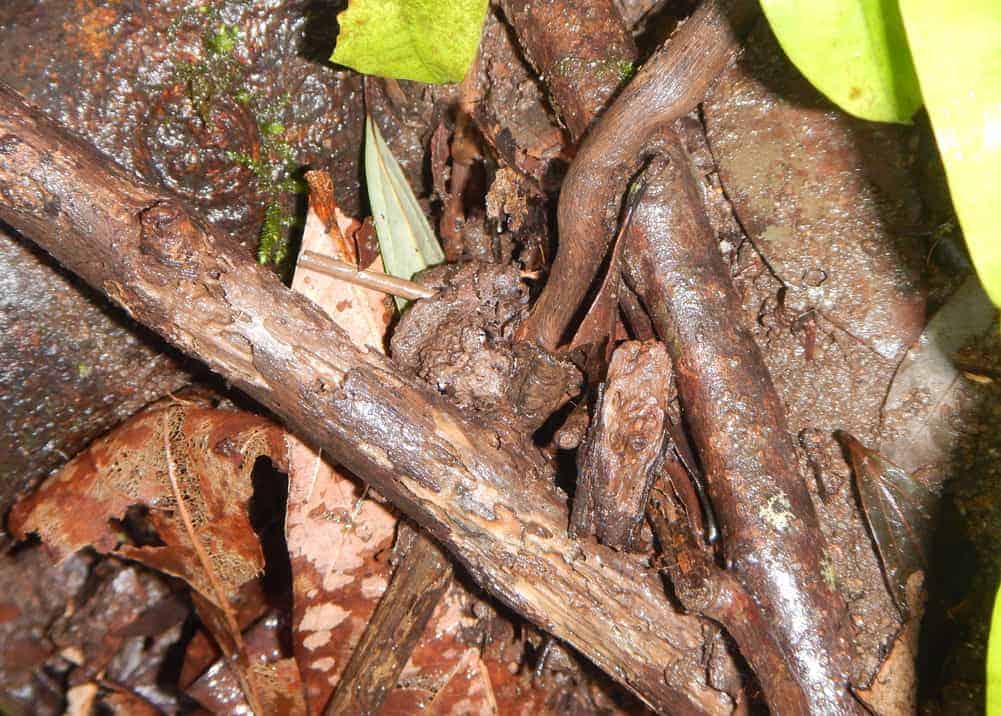 First video footage of 2 EDGE amphibians in the Western Ghats, India! First video footage of 2 EDGE amphibians in the Western Ghats, India!