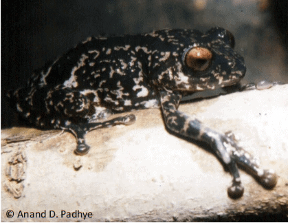 New Bush Frog species discovered from Western Ghats of India New Bush Frog species discovered from Western Ghats of India