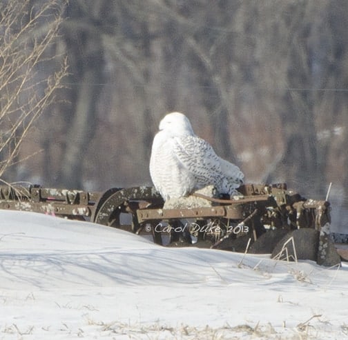 Snowy Owl (Bubo scandiacus) Snowy Owl (Bubo scandiacus)