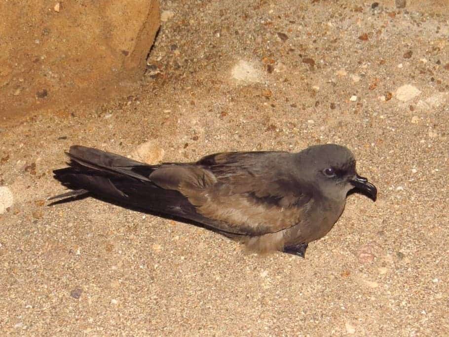 Storm-petrel breeding in the Atacama desert Storm-petrel breeding in the Atacama desert
