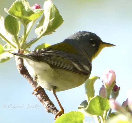 A Bestiary: Songbirds ~ Northern Parula Warbler A Bestiary: Songbirds ~ Northern Parula Warbler