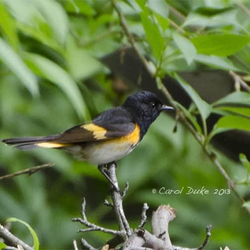 A Bestiary : Songbirds ~ American Redstart A Bestiary : Songbirds ~ American Redstart