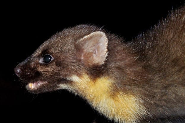 Can Mull be a NNR whilst culling pine martens? Can Mull be a NNR whilst culling pine martens?