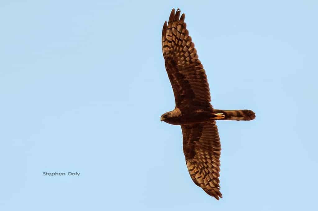 Melanistic Montagu’s Harrier and other Raptors Melanistic Montagu’s Harrier and other Raptors