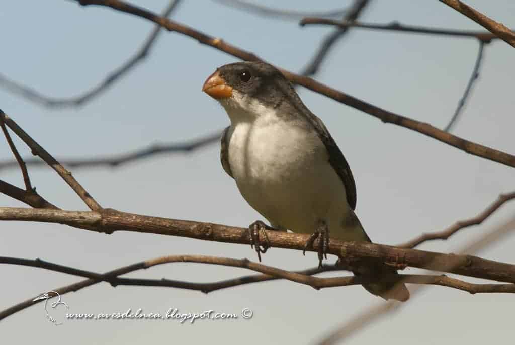 Corbatita blanco (White-bellied Seedeater) Sporophila leucoptera Corbatita blanco (White-bellied Seedeater) Sporophila leucoptera