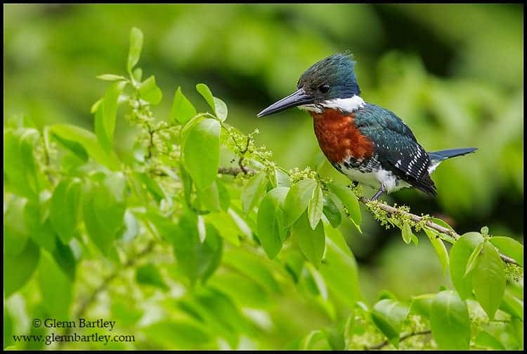 WildFocus – the Photo Forum with a Difference! WildFocus – the Photo Forum with a Difference!
