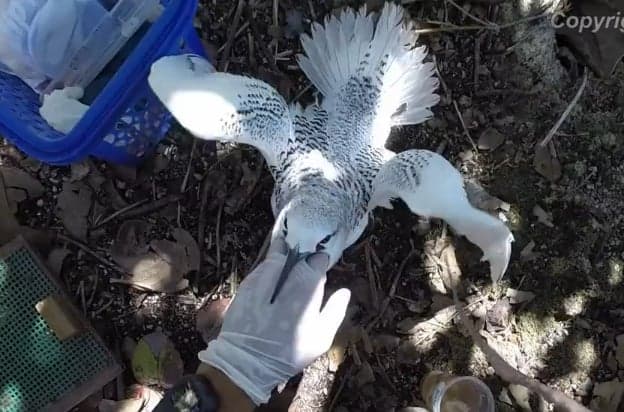 Video: Feeding seabirds on Ile aux Aigrettes Video: Feeding seabirds on Ile aux Aigrettes