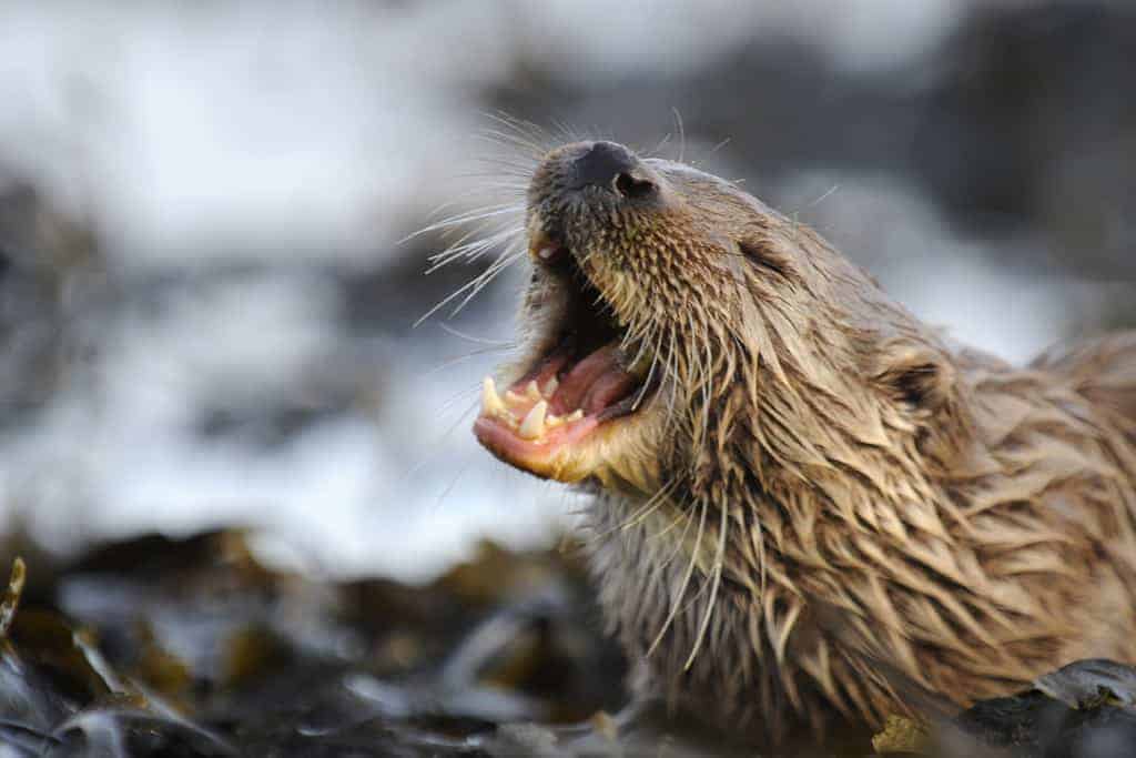 Unique new book provides further insights into the world of the elusive otter Unique new book provides further insights into the world of the elusive otter
