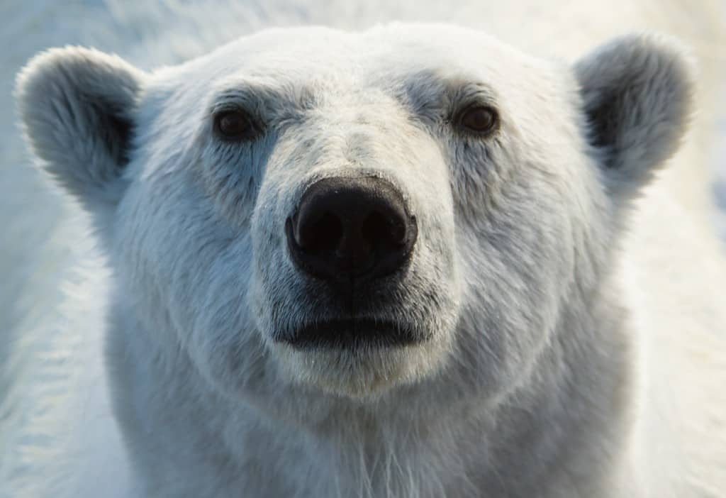 Press release: New book about polar bears, overhunting and failed management Press release: New book about polar bears, overhunting and failed management
