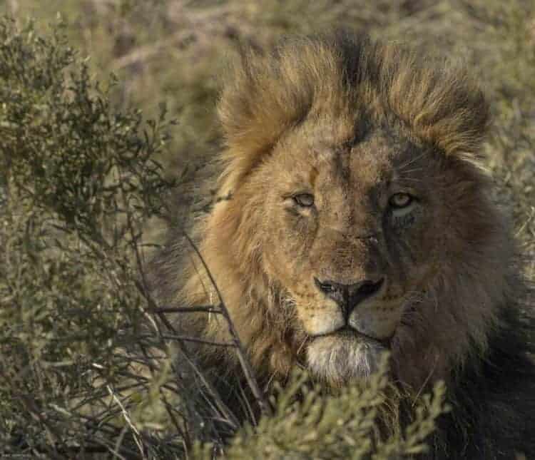 Lions of Mashatu Lions of Mashatu