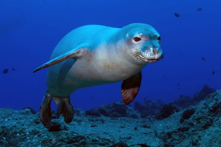 Offshore Wind Farms Attract Marine Life with ‘Reef Effect’ Offshore Wind Farms Attract Marine Life with ‘Reef Effect’