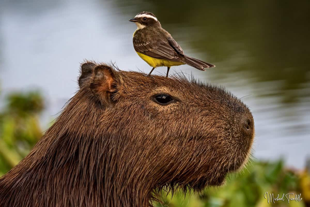 VOTE for the Best Photo of the Month November 2024 VOTE for the Best Photo of the Month November 2024