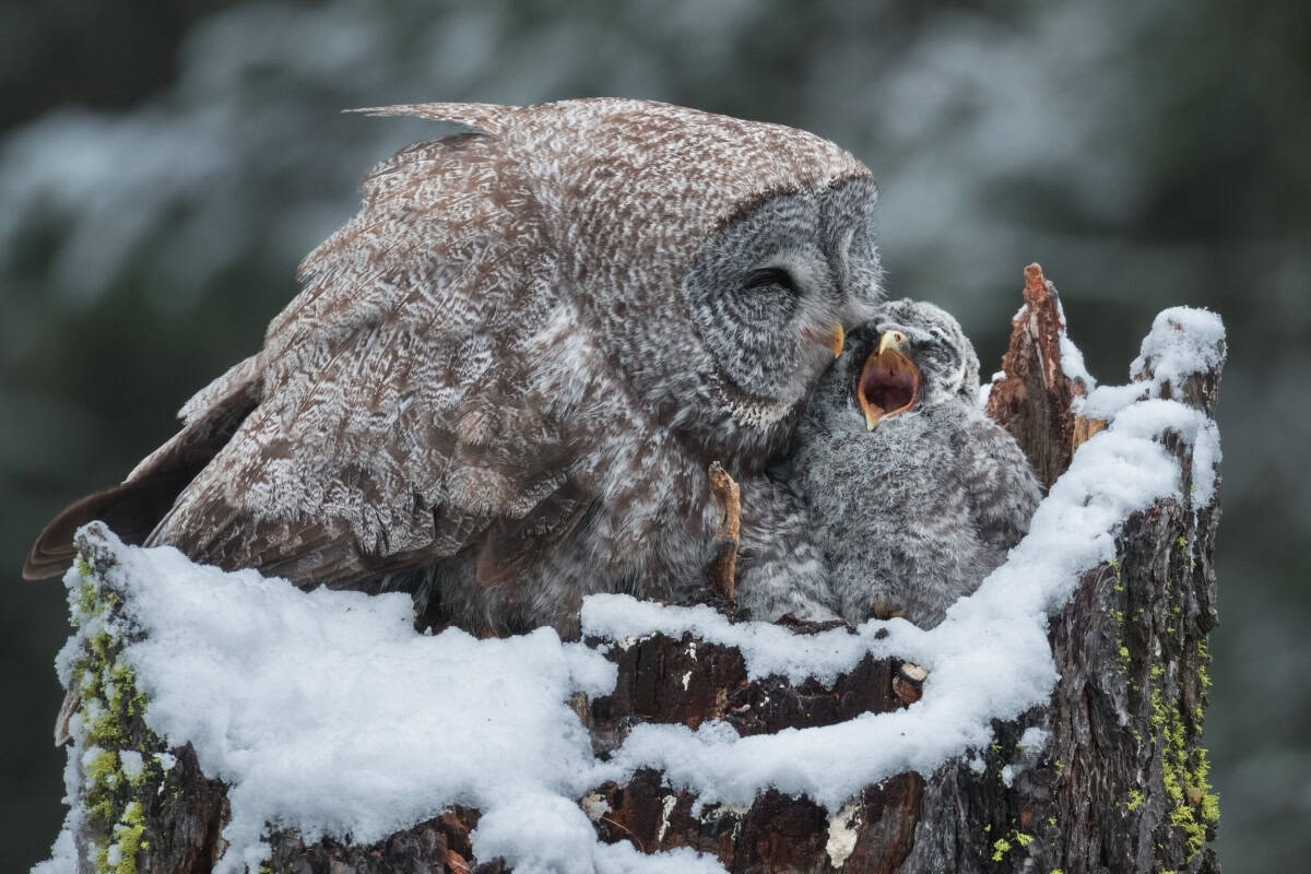 VOTE for the Best Photo of the Month March 2025 VOTE for the Best Photo of the Month March 2025