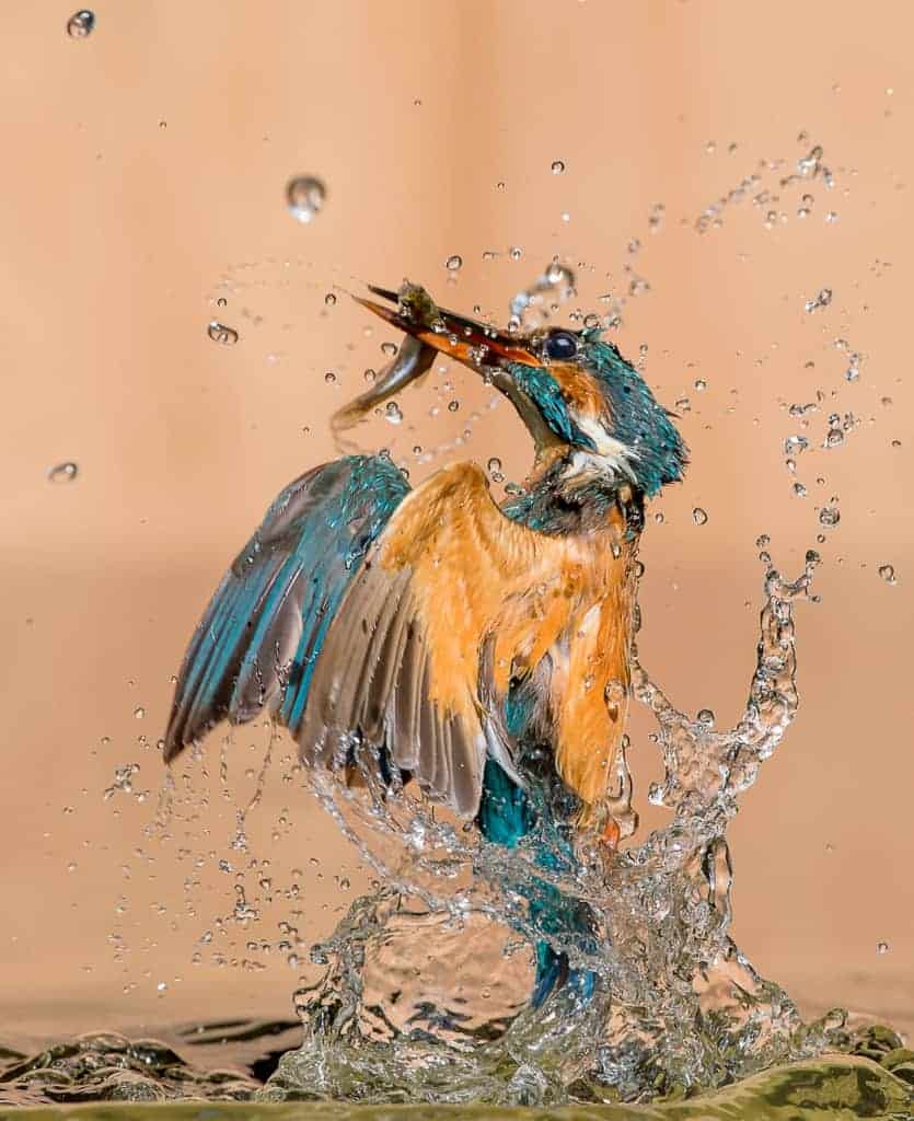 Results of the Best Photo of the Week Ended 01 Aug 2015 Results of the Best Photo of the Week Ended 01 Aug 2015