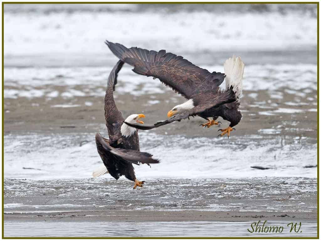 Results of the Best Photo of the Week Ended 17 Jan 2015 Results of the Best Photo of the Week Ended 17 Jan 2015