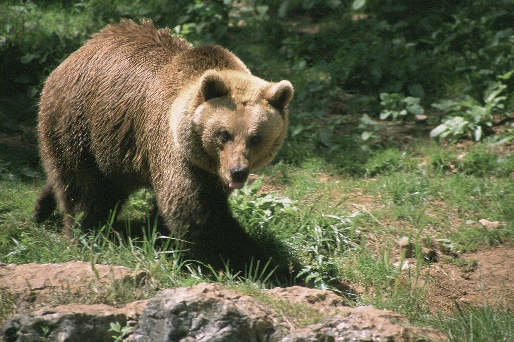 French hunter, 81, avoids jail after killing endangered female bear in Pyrenees French hunter, 81, avoids jail after killing endangered female bear in Pyrenees