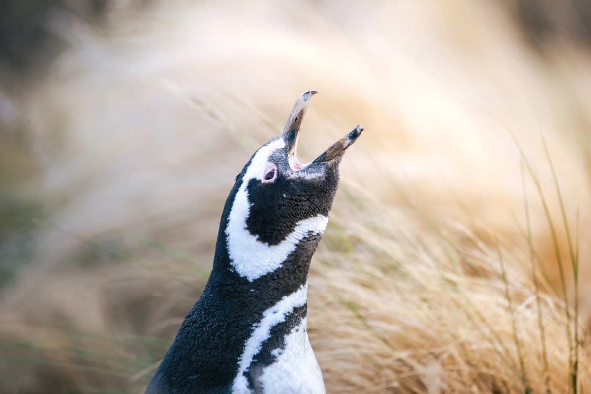 How a penguin ‘massacre’ led to historic new protections in Argentina How a penguin ‘massacre’ led to historic new protections in Argentina