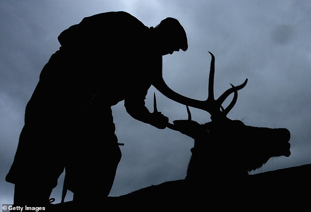 ‘She’s happy to have blood on the hillsides, but not on her hands’: Gamekeepers and landowners are furious at the Scottish Government’s deer culling plans. Yet the Green minister in charge refuses to witness the reality of the slaughter… ‘She’s happy to have blood on the hillsides, but not on her hands’: Gamekeepers and landowners are furious at the Scottish Government’s deer culling plans. Yet the Green minister in charge refuses to witness the reality of the slaughter…