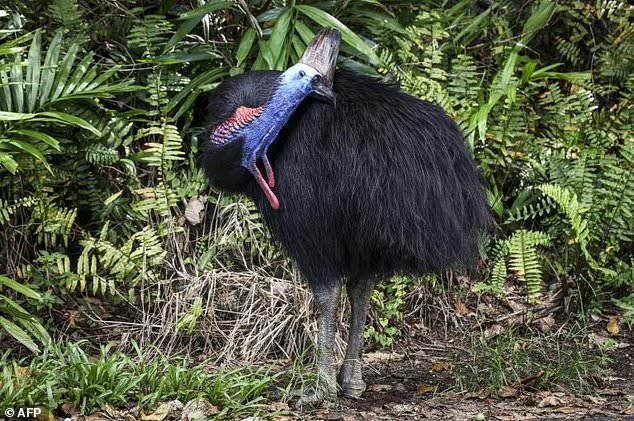 Australia’s fearsome ‘dinosaur bird’ stares down extinction Australia’s fearsome ‘dinosaur bird’ stares down extinction