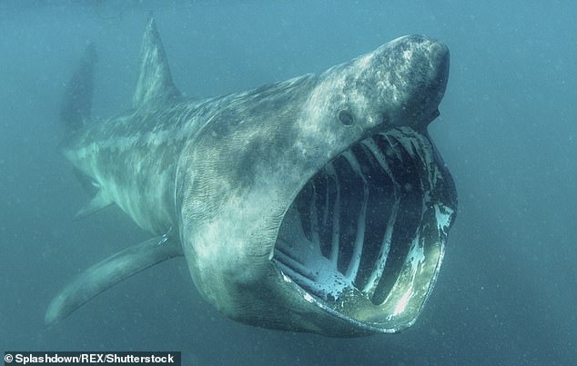 Shocking moment an endangered basking shark is struck by a boat in Ireland’s National Marine Park is caught on camera – and scientists don’t know if it made it out alive Shocking moment an endangered basking shark is struck by a boat in Ireland’s National Marine Park is caught on camera – and scientists don’t know if it made it out alive