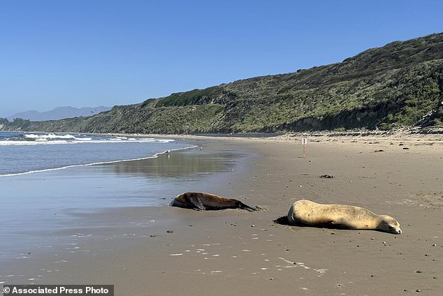 Sea lions are stranding themselves on California’s coast with signs of poisoning by harmful algae Sea lions are stranding themselves on California’s coast with signs of poisoning by harmful algae