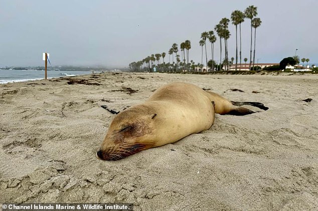 The reason sea lions are suddenly dying in huge numbers along beloved California coastline The reason sea lions are suddenly dying in huge numbers along beloved California coastline