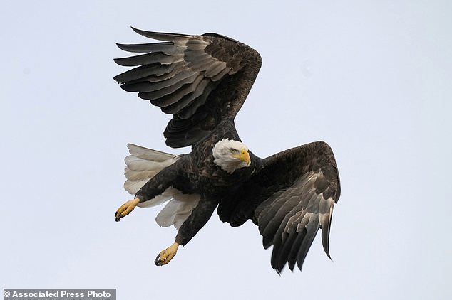 Arrest warrant issued for Montana man accused of killing thousands of birds, including eagles Arrest warrant issued for Montana man accused of killing thousands of birds, including eagles