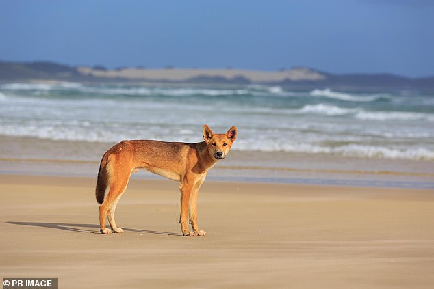 Dingo that attacked two children and a man on K’gari is euthanised to protect the public – but the move has sparked outrage among animal lovers Dingo that attacked two children and a man on K’gari is euthanised to protect the public – but the move has sparked outrage among animal lovers
