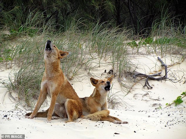 K’gari dingo attack: Second young girl this month attacked at popular Queensland holiday destination K’gari dingo attack: Second young girl this month attacked at popular Queensland holiday destination
