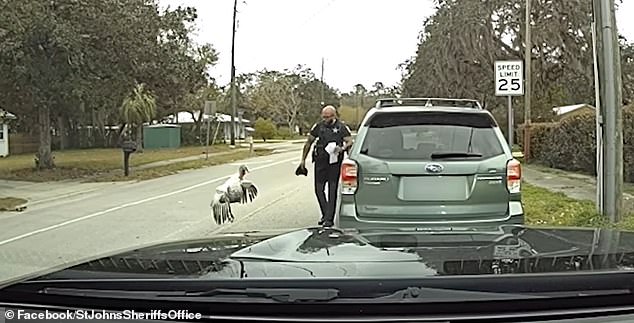 Flock of wild turkeys attacks Florida cop during a traffic stop: ‘I’m getting attacked by a chicken right now!’ Flock of wild turkeys attacks Florida cop during a traffic stop: ‘I’m getting attacked by a chicken right now!’