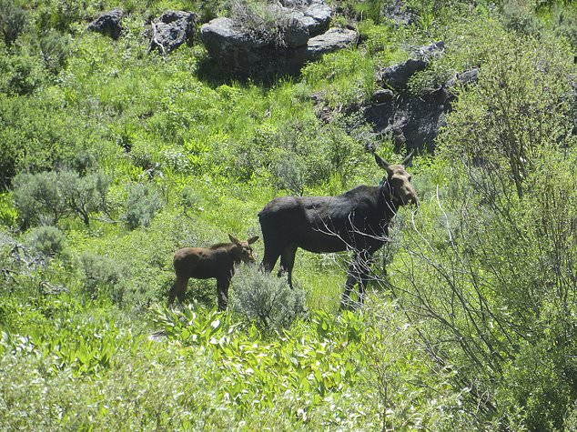Nevada’s first big-game moose hunt will be tiny as unusual southern expansion defies climate change Nevada’s first big-game moose hunt will be tiny as unusual southern expansion defies climate change