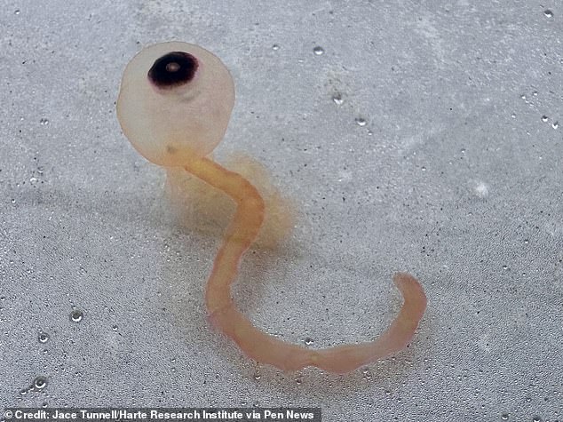 Mystery creepy sea beast that looks like a lost eyeball dubbed ‘the spaghetti monster’ is washing up along Texas coast line and experts reveal why you should stay away Mystery creepy sea beast that looks like a lost eyeball dubbed ‘the spaghetti monster’ is washing up along Texas coast line and experts reveal why you should stay away