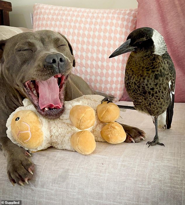 Aussies get in a flap as Instagram-famous magpie Molly – who was rescued as a chick and raised for years by a family alongside their Staffie Peggy – is SEIZED by authorities on welfare grounds: 100,000 sign petition calling for bird’s freedom Aussies get in a flap as Instagram-famous magpie Molly – who was rescued as a chick and raised for years by a family alongside their Staffie Peggy – is SEIZED by authorities on welfare grounds: 100,000 sign petition calling for bird’s freedom
