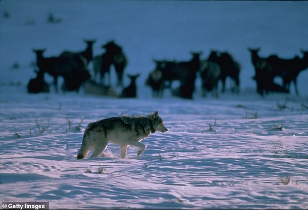 Wyoming lawmakers tell locals outraged by wolf torture that it’s fine to ‘mash’ the animals to death with snowmobile Wyoming lawmakers tell locals outraged by wolf torture that it’s fine to ‘mash’ the animals to death with snowmobile