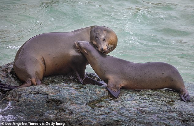 Man’s vile act against innocent sea lion leaves California beachgoers horrified Man’s vile act against innocent sea lion leaves California beachgoers horrified