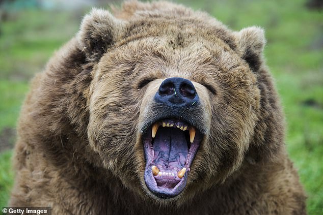 Disturbing rise in wild killers on the loose sparks action across America… as four-year-old girl is savaged at her .3M home Disturbing rise in wild killers on the loose sparks action across America… as four-year-old girl is savaged at her .3M home