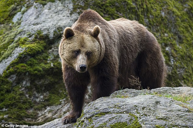 Fury in France as 81-year-old hunter is put on trial for shooting a bear as it dragged him away after breaking both his legs in horror mountain attack Fury in France as 81-year-old hunter is put on trial for shooting a bear as it dragged him away after breaking both his legs in horror mountain attack