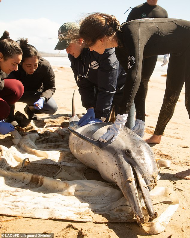 Dead dolphins and seals wash up on LA beaches as officials face blame for toxic tide of wildfire debris Dead dolphins and seals wash up on LA beaches as officials face blame for toxic tide of wildfire debris