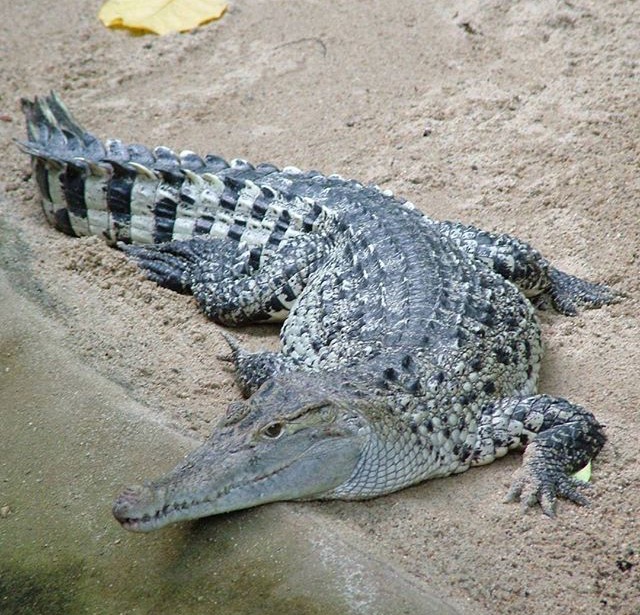 Horrifying moment ‘tame’ crocodile snatches grandfather in its jaws and drags him into the water at theme park Horrifying moment ‘tame’ crocodile snatches grandfather in its jaws and drags him into the water at theme park