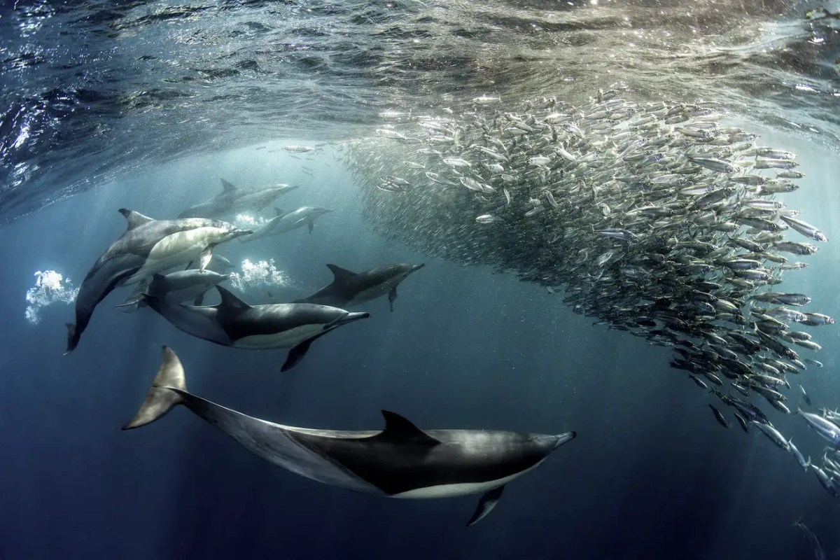 As Oceans Warm, Predators Are Falling Out of Sync with Their Prey As Oceans Warm, Predators Are Falling Out of Sync with Their Prey