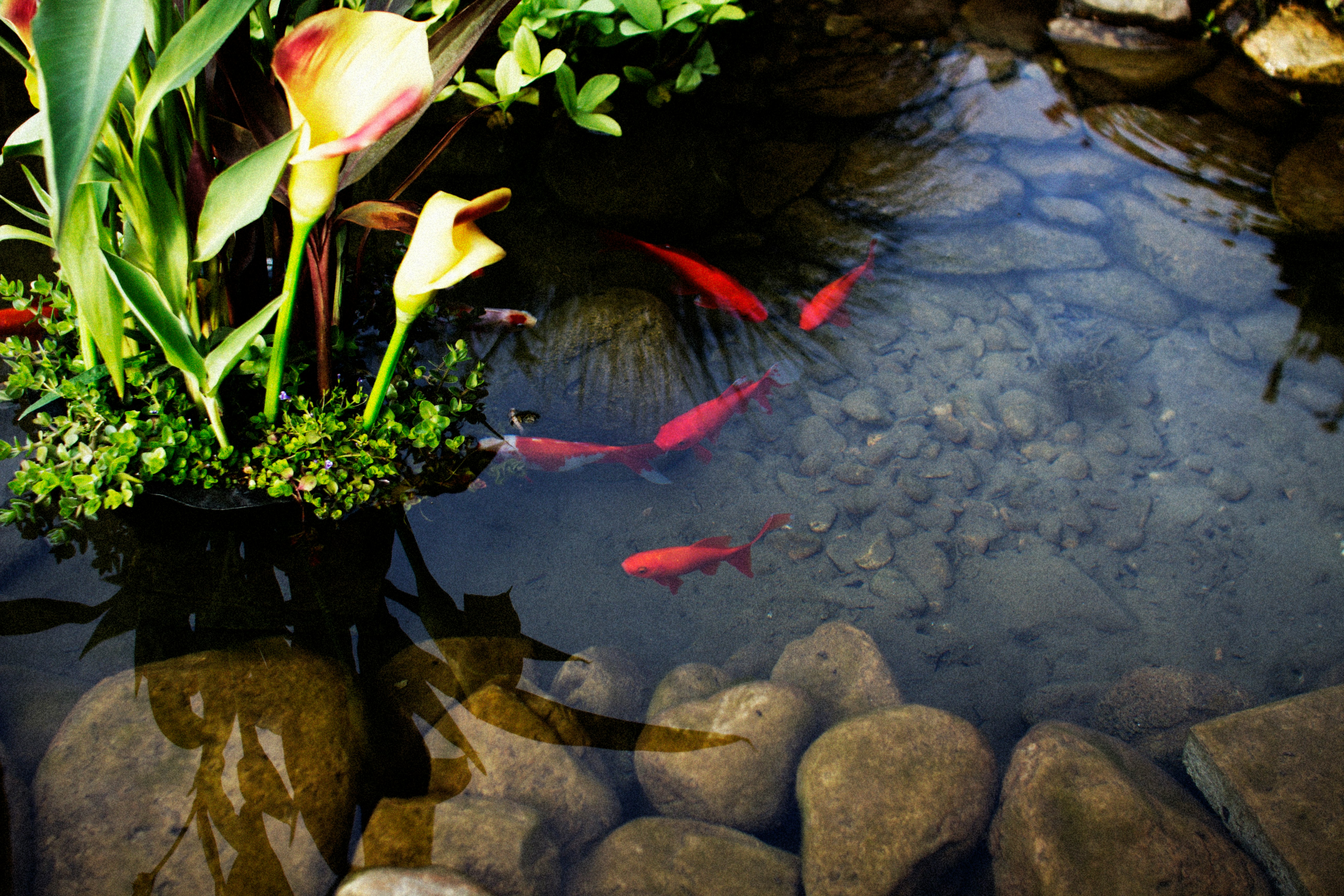 Creating a Balanced Ecosystem in Your Pond: Fish, Plants, and Microorganisms Creating a Balanced Ecosystem in Your Pond: Fish, Plants, and Microorganisms