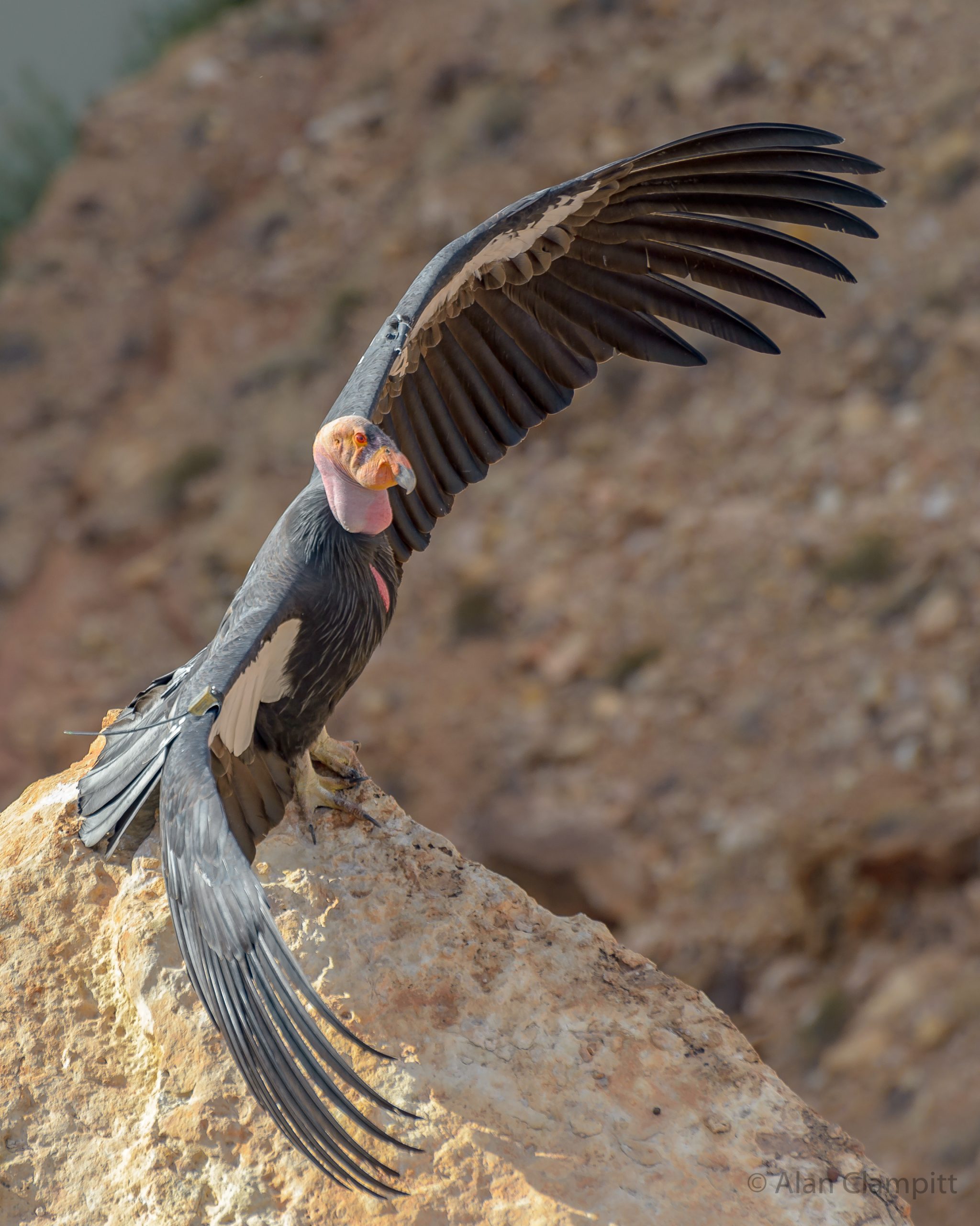 Poached condor defied death elsewhere, only to be shot and killed on Colorado visit Poached condor defied death elsewhere, only to be shot and killed on Colorado visit