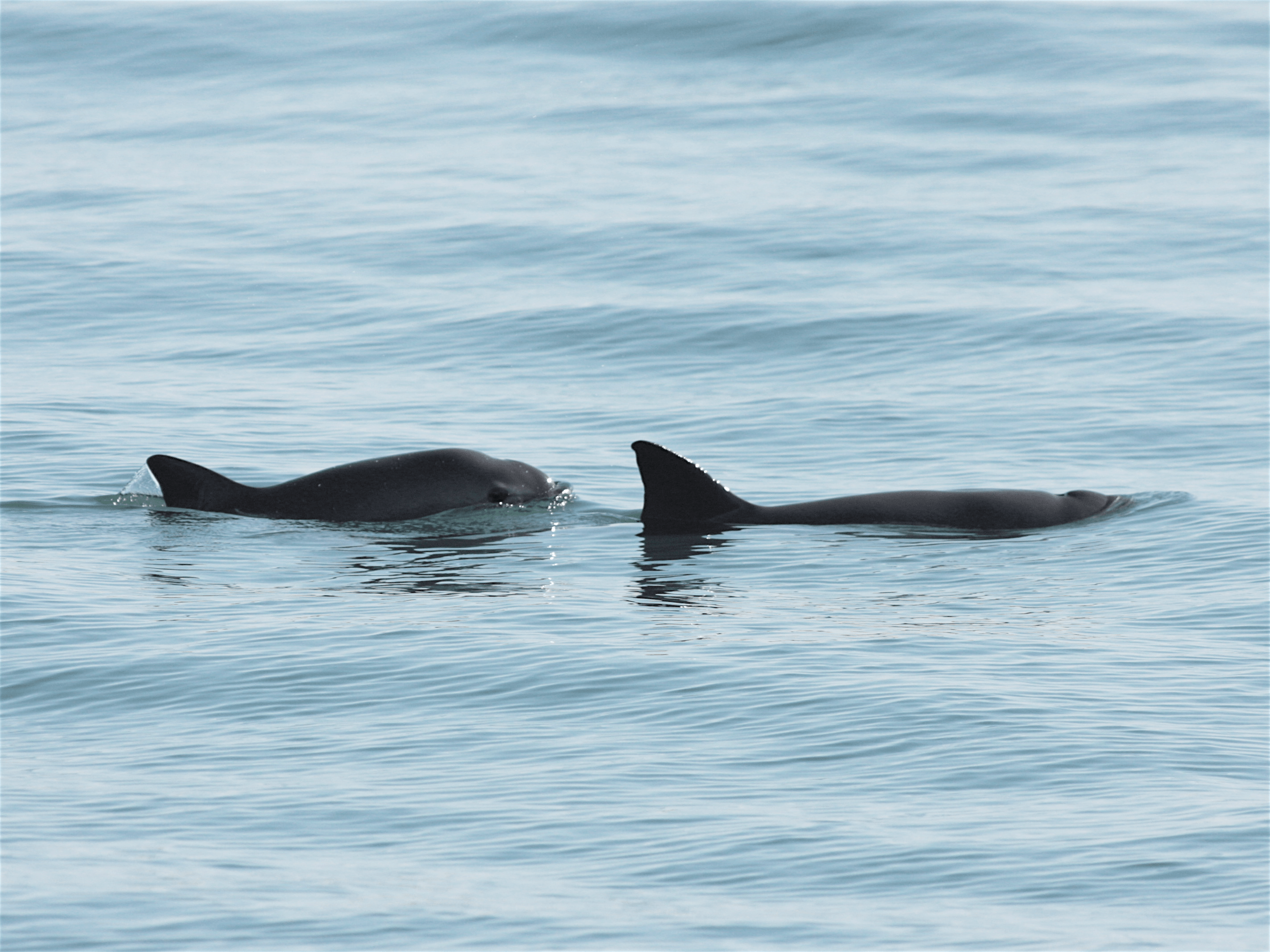 Two Giant Nets Pulled in a Day to Protect the Vaquita Two Giant Nets Pulled in a Day to Protect the Vaquita