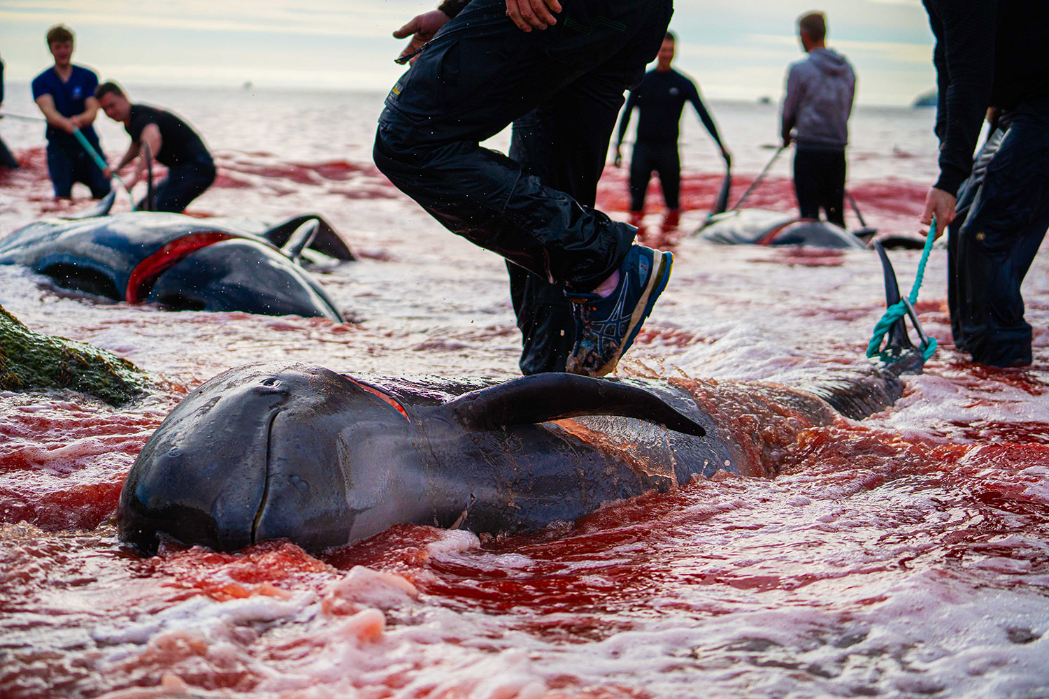Iceland and the Faroe Islands: Europe’s Last Bastions of Cetacean Slaughter Iceland and the Faroe Islands: Europe’s Last Bastions of Cetacean Slaughter