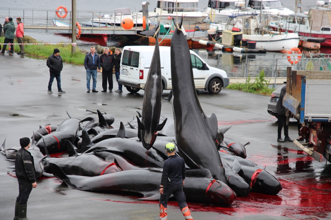 Rare January Slaughter: A Grim Start to 2025 Rare January Slaughter: A Grim Start to 2025