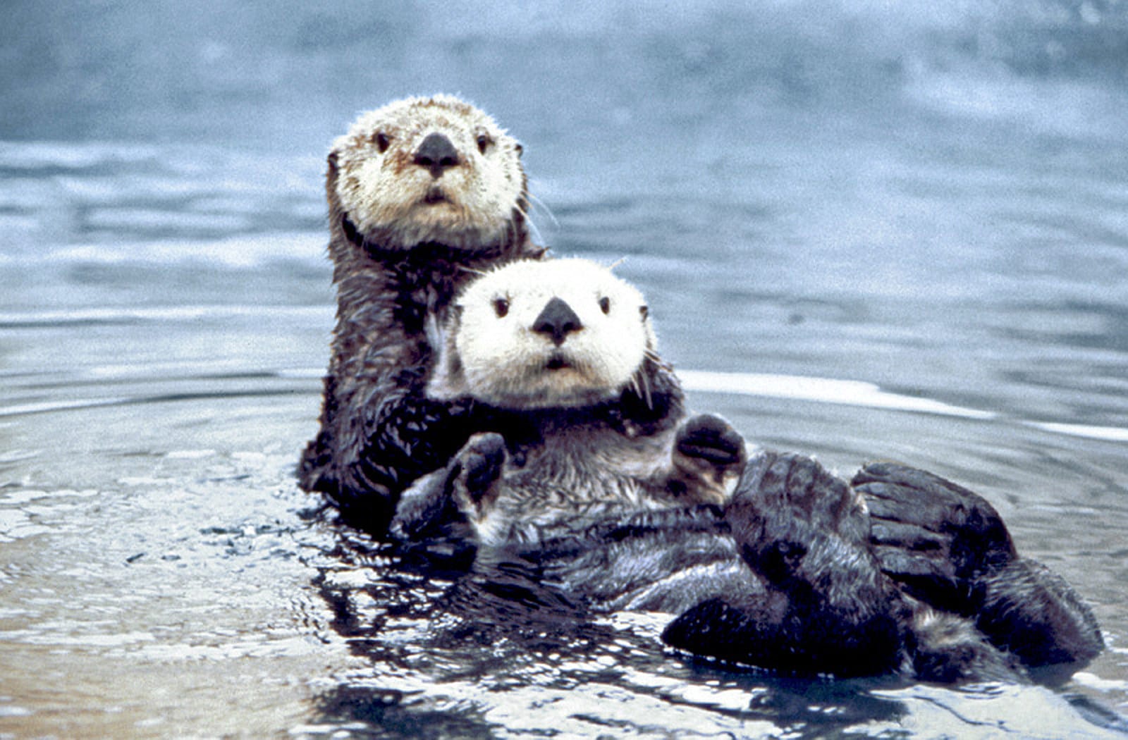 The Hidden Costs of Oil Spills: Urgent Action Needed The Hidden Costs of Oil Spills: Urgent Action Needed